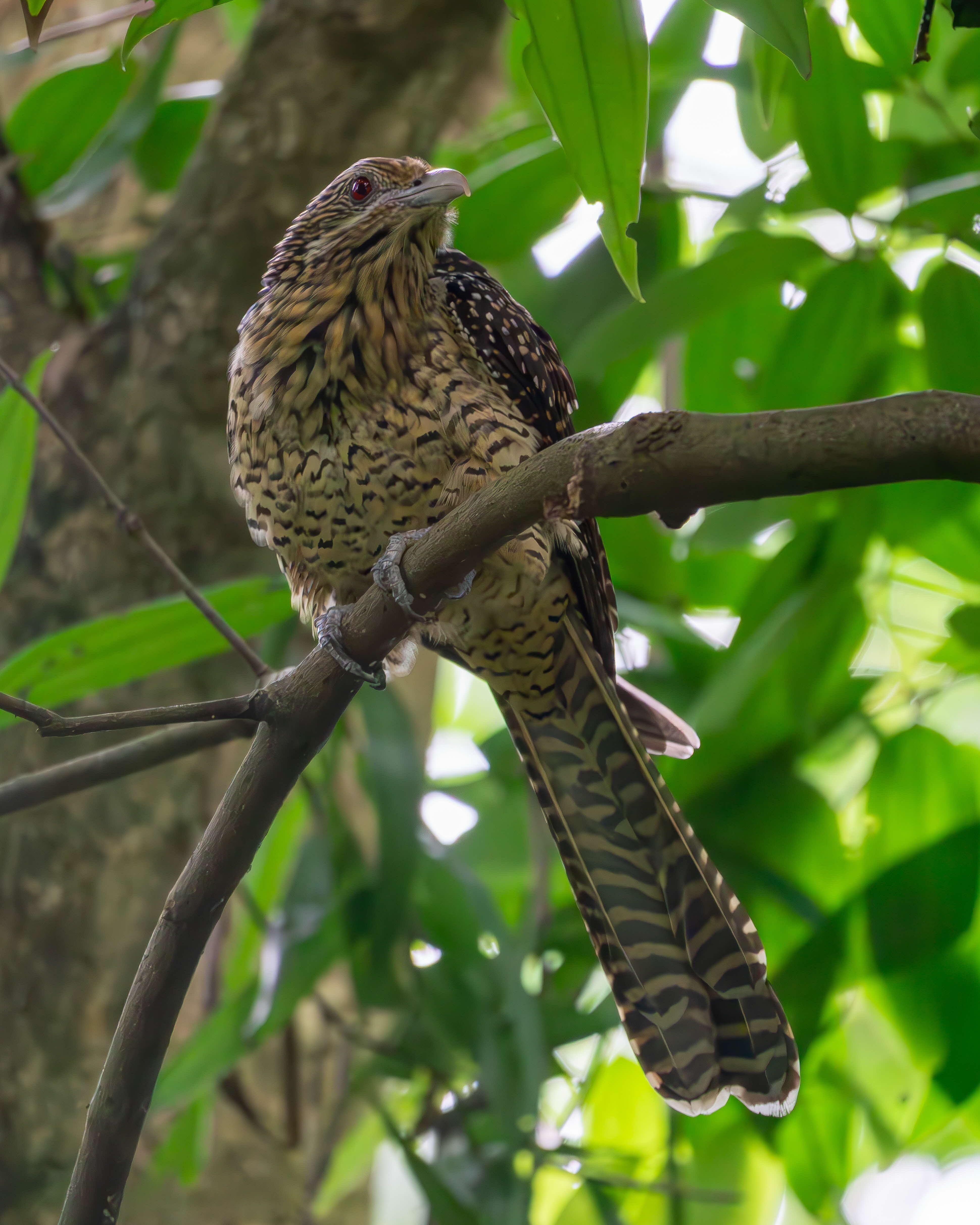 A photograph of a female Asian koel on a branch